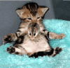 myspace layouts, myspace codes, glitter graphics