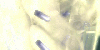 myspace layouts, myspace codes, glitter graphics