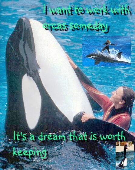 killer whale wallpaper. with killer whales.